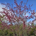 Malus toringo - 5