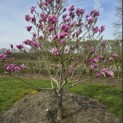Magnolia 'Susan' - 3