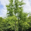 Gleditsia triacanthos ‘Inermis' - 5