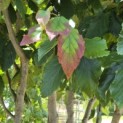 Parrotia persica 'Vanessa' - 5