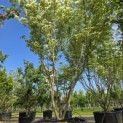 Cornus kousa 'Milky Way' - Foto 2