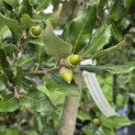 Quercus ilex - 3