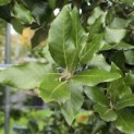 Quercus ilex - 4