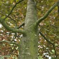 Fagus sylvatica 'Atropunicea' - Foto 2