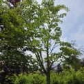 Acer Rufinerve - 2
