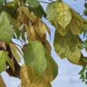Firmiana simplex - 2