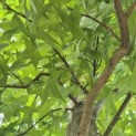 Liquidambar styraciflua - 4
