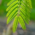 Albizia julibrissin - 1