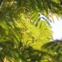 Albizia julibrissin - 2