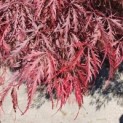 Acer palmatum 'Garnet'