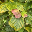 Parrotia persica - 5