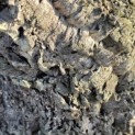 Quercus Suber - Foto 5