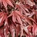 Acer palmatum 'Atropurpureum' - Foto 8