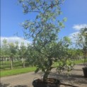 Malus domestica 'Starking Delicious' - 2