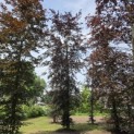 Fagus sylvatica 'Atropunicea' - 2