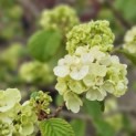 Viburnum plicatum 'Popcorn' - Foto 2