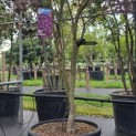 Acer palmatum 'Bloodgood' - Foto 1