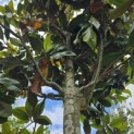 Magnolia grandiflora 'Galissonnière' - 3