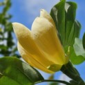 Magnolia 'Yellow Bird' - 6