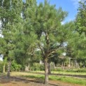 Pinus nigra - 4
