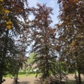 Fagus sylvatica 'Atropunicea' - 5