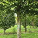 Carpinus betulus Fastigiata - 4