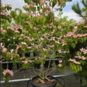 Cornus 'Rosy Teacups' - Foto 2