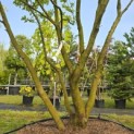 Magnolia 'Susan' - 4