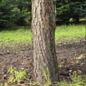 Pinus sylvestris - Foto 10
