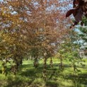 Fagus sylvatica 'Atropunicea' - 1