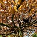 Fagus sylvatica 'Atropunicea' - 4