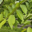 Zelkova serrata - 5