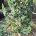 Chamaecyparis l. 'Wissel's Saguaro' - 4