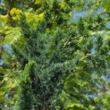 Chamaecyparis l. 'Wissel's Saguaro' - 3