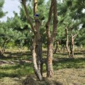 Pinus sylvestris - Foto 2