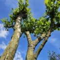 Platanus x Hispanica - 7
