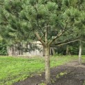 Pinus nigra - Foto 4