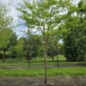 Gleditsia triacanthos 'Sunburst' - Foto 7