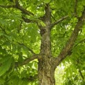 Acer Triflorum - 3
