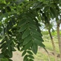 Sophora japonica - 1