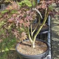 Acer palmatum 'Bloodgood' - 5