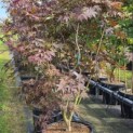 Acer palmatum 'Bloodgood' - 4
