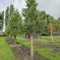 Sequoiadendron giganteum 'Glaucum' - 4