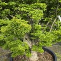 Acer palmatum 'Shishigashira' - 1