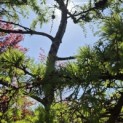 Larix kaempferi - 1