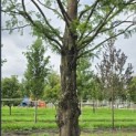 Metasequoia glyptostroboides - 1