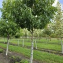 Liquidambar styraciflua 'Palo Alto' - Foto 2