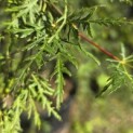 Acer palmatum 'Emerald Lace' - 1