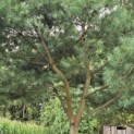 Pinus sylvestris - 1