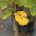 Corylus avellana 'Tonda Romana' - Foto 4